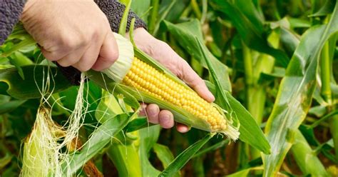 Genetic Modification Of Crops Greenstories