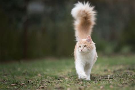 Cat Breeds With Fluffy Tails That Cuddly Cat