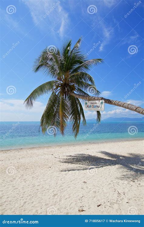 Beautiful Tropical Beach White Sand Coconut Tree With Blue Sky O Stock