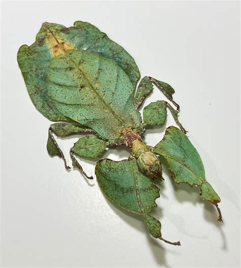 Giant Malaysian Leaf Insect Phyllium Giganteum Female A1 Etsy