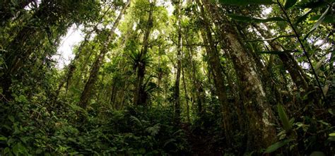 Kerinci Seblat National Park Wild Sumatra