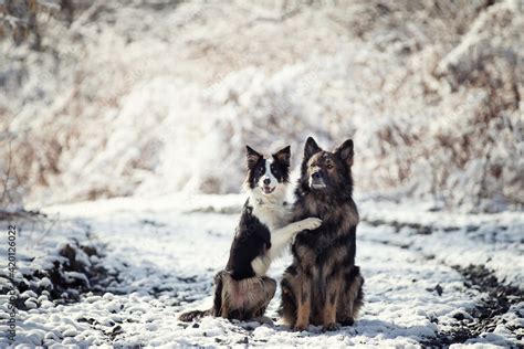 Owczarek niemiecki Border collie Rasowy pies Szkolenie psów