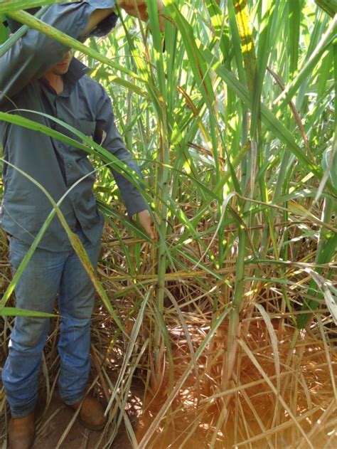 Adequate Spacing In Sugarcane Plantations Revista Cultivar