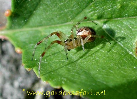 Gardensafari Spinnen In En Rond Het Huis