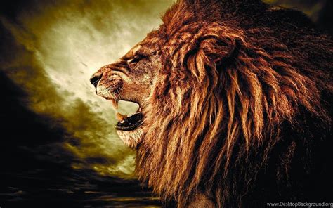 4k Lion Wallpapers Top Free 4k Lion Backgrounds Wallpaperaccess