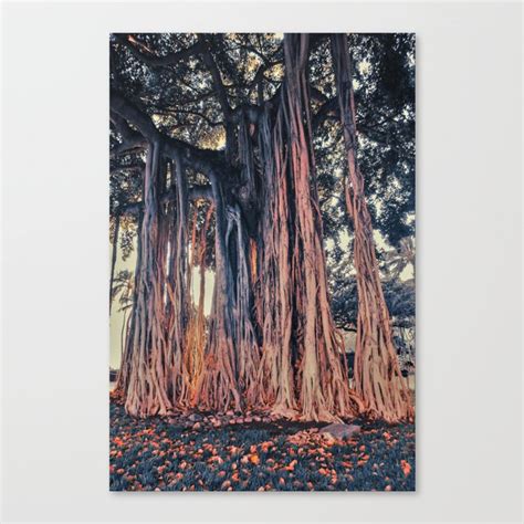 Banyan Tree in Waikiki Beach, Hawaii Canvas Print by ...