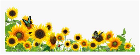 Border Clear Background Sunflower Wallpaper Sunflower Png