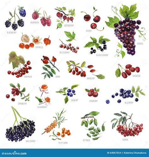 Sammlung Gezeichnete Beeren Des Aquarells Hand Auf Wei Em Hintergrund