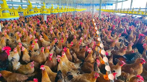 How Starting A Successful 5000 Chickens Breeding On Poultry Farm Youtube