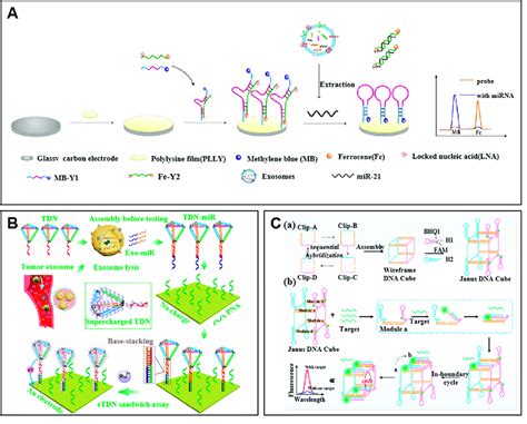 Examples Of Assembled Dna Capture Probes A Schematic Of The Y Shaped Download Scientific