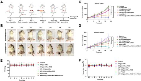 Combined Therapy Mediated Antitumor Effect In The 4t1 Tumor Model A