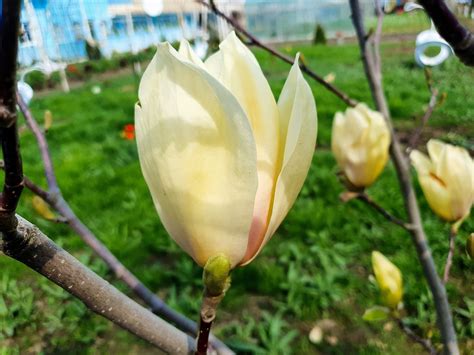 Magnolia Flower Branch Yellow Free Photo On Pixabay Pixabay