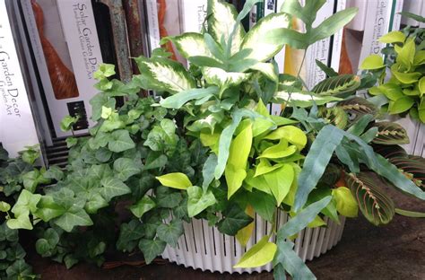 Mixed Foliage Container Plantings On Indoor Plant