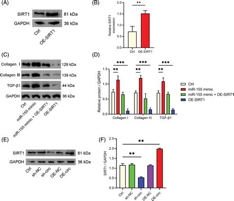 BIOCELL Free Full Text Circular RNA Circ 0003609 Ameliorates