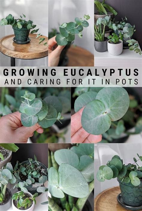 Eucalyptus Plant Care How To Care For Potted Eucalyptus Plants