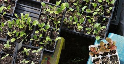 When To Start Planting Your Garden Walden Labs Plants Vegetable