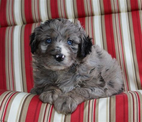 57 Top Photos Aussiedoodle Puppies Near Me Cavapoo Puppies For