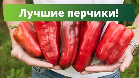 ОБЯЗАТЕЛЬНО ПОПРОБУЙТЕ ЭТИ СЕМЕНА | Обзор скороспелых гибридов перца ...