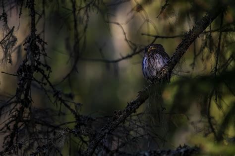 Eurasian Pygmy Owl Wildlife - Free photo on Pixabay - Pixabay