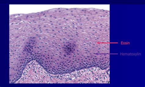 Histology Lecture Intro To Histology And Epithelium Flashcards