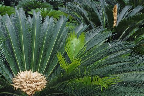 Cycas Revoluta Cycad Japanese Sago Palm King Sago Palm Sago Palm North Carolina Extension