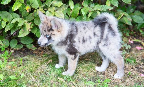 Adorable Cachorro Pomsky De Ojos Azules Pomsky Es Una Raza Artificial