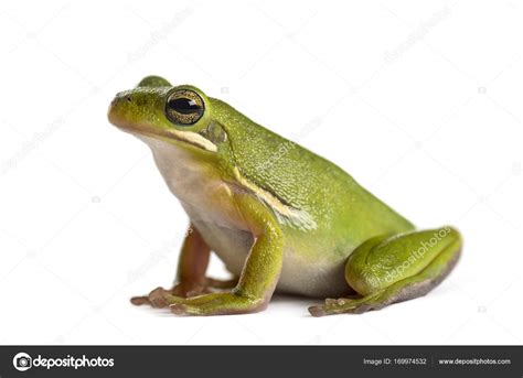 American Green Tree Frog Isolated On White Stock Photo Lifeonwhite