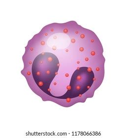 Eosinophil Vector Illustration Leukocytes White Blood Vector De Stock