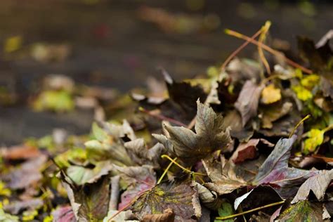 Le ramassage des feuilles mortes obligations règles et astuces