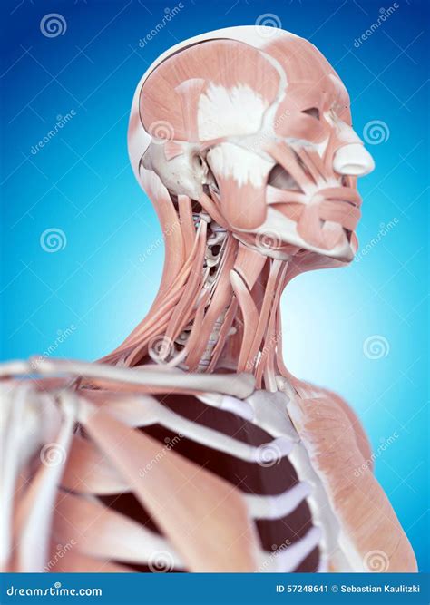 The Neck Muscles Stock Illustration Illustration Of Muscle 57248641