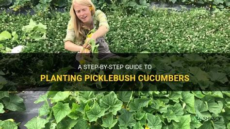 A Step By Step Guide To Planting Picklebush Cucumbers Shuncy