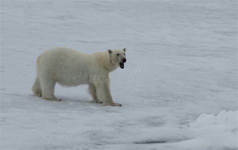 Oso Polar Que Camina En El Hielo En El Rtico Foto De Archivo Imagen