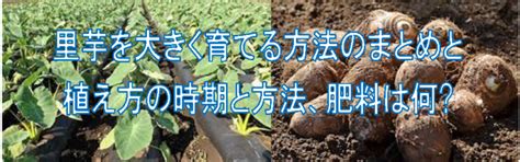 里芋を大きく育てる方法のまとめと植え方の時期と方法、肥料は何 万年青年ブログ