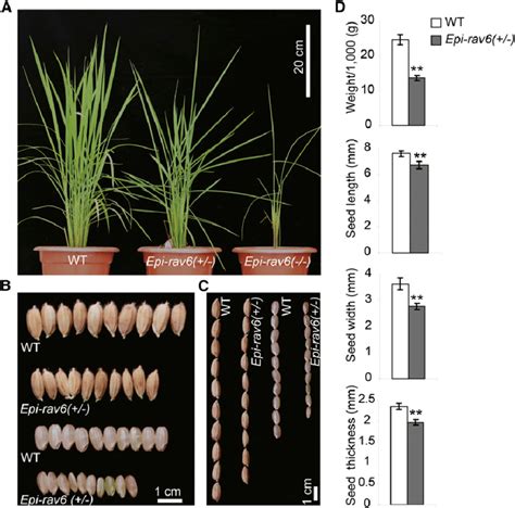 Characterization Of A Semidominant Rice Mutant With Larger Leaf Angle Download Scientific