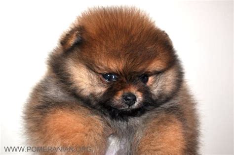 How to Find Pomeranian Breeders