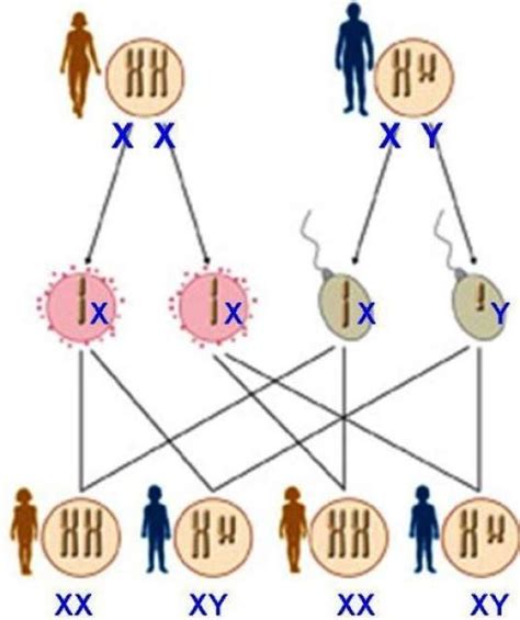 02 DeterminaciÓn Del Sexo Y La Herencia Ligada Al Sexo BiologÍa Y GeologÍa