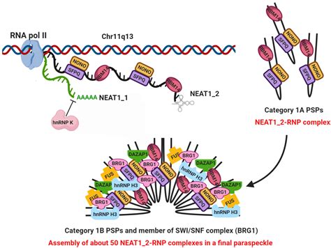 Protein scaffold in dna - visionapo