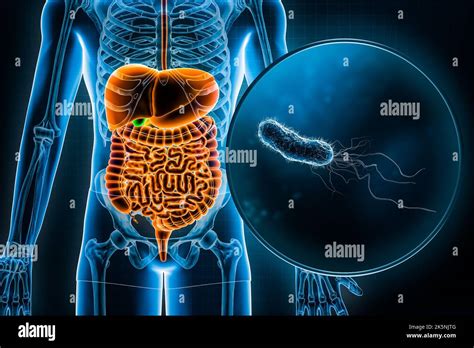 Sistema Digestivo Umano E Tratto Gastrointestinale E Batteri E Coli D