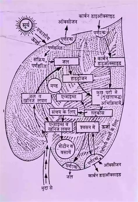 पादप कार्यिकी या पादप शरीर क्रिया विज्ञान Plant Physiology In Hindi