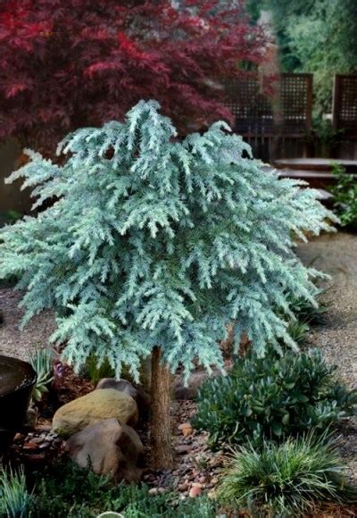 Growing The Divinely Blue Deodar Cedar Tree Cedrus Deodara Perennial