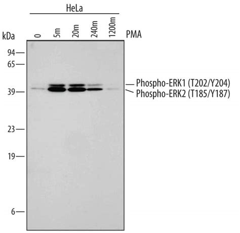 Human Mouse Rat Phospho Erk T Y Erk T Y Antibody R D