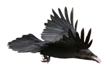 Raven Png Hd Transparent HQ PNG Download | FreePNGImg