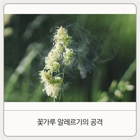 봄철 꼭 알아야 할 꽃가루 알레르기 예방 및 치료 수칙 비염 증상 세상모든방법