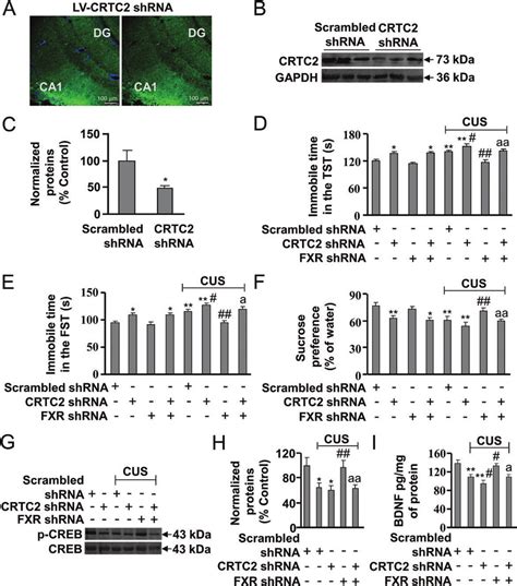 Role Of Cyclic Adenosine Monophosphate Response Element Binding