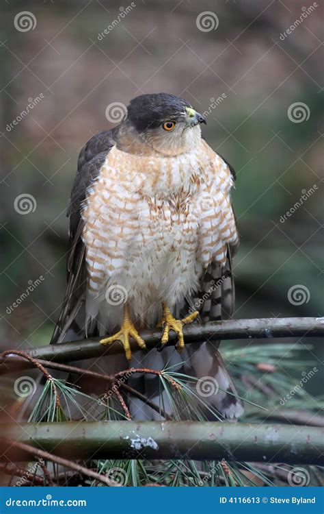 Cooper s Hawk Hunting stock image. Image of accipiter - 4116613