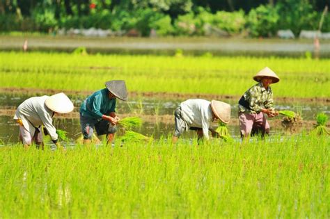 Gawat Profesi Petani Terancam Punah