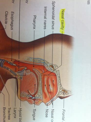 Respiratory System A P Flashcards Quizlet