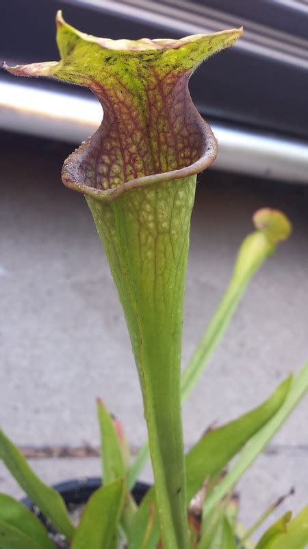 S Oreophila Green X Leucophylla White The Sarracenia Forum