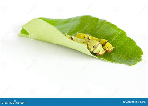 Lime Butterfly Caterpillar Stock Image Image Of Insect 73130143