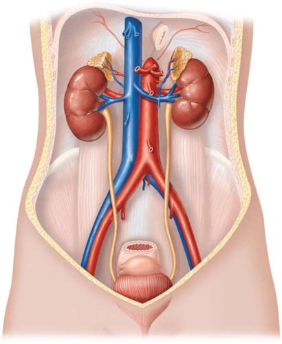 Pathophysiology Chapter Structure Function Of Renal